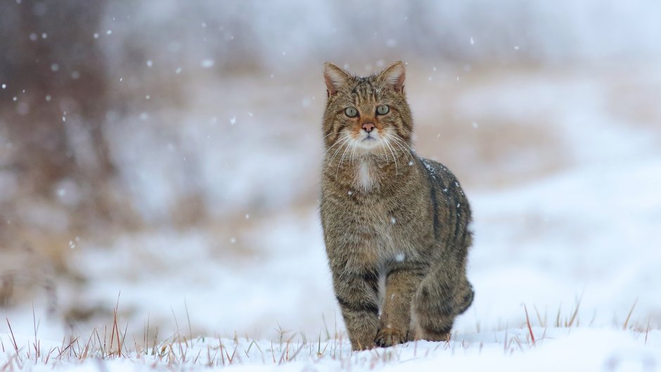 Лесной кот