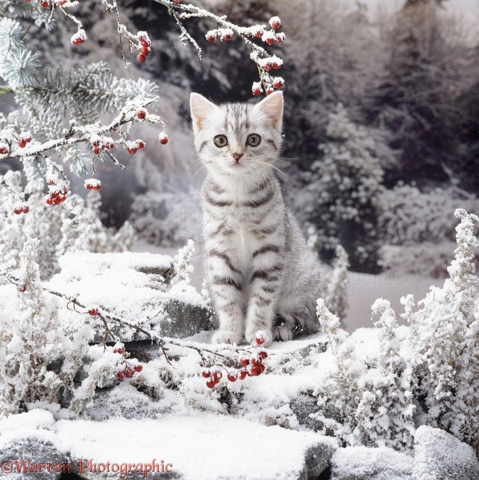 Кошки зимой