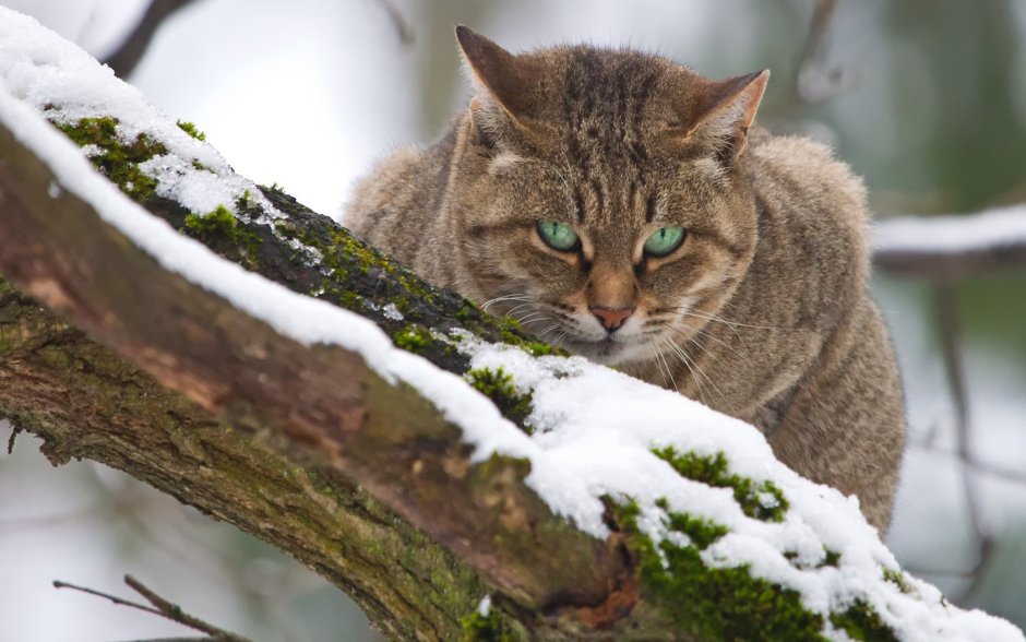 Кот в снегу
