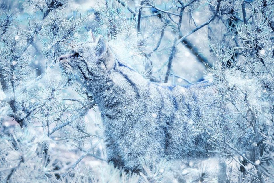 Кошка на зимнем фоне