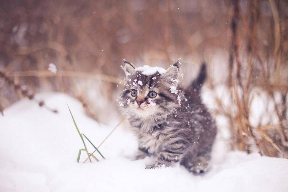 Котенок в снегу