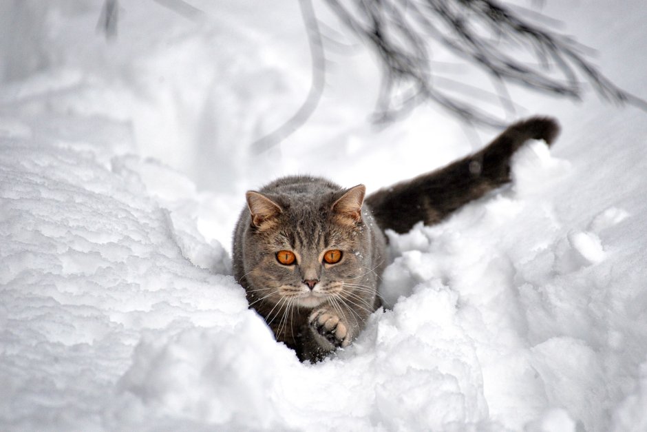 Котик в снегу
