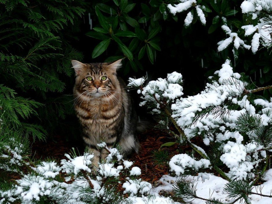 Кот в снегу
