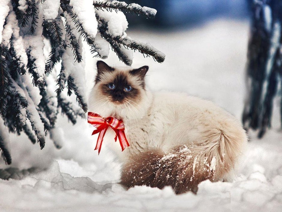 Обои на экран зимние коты