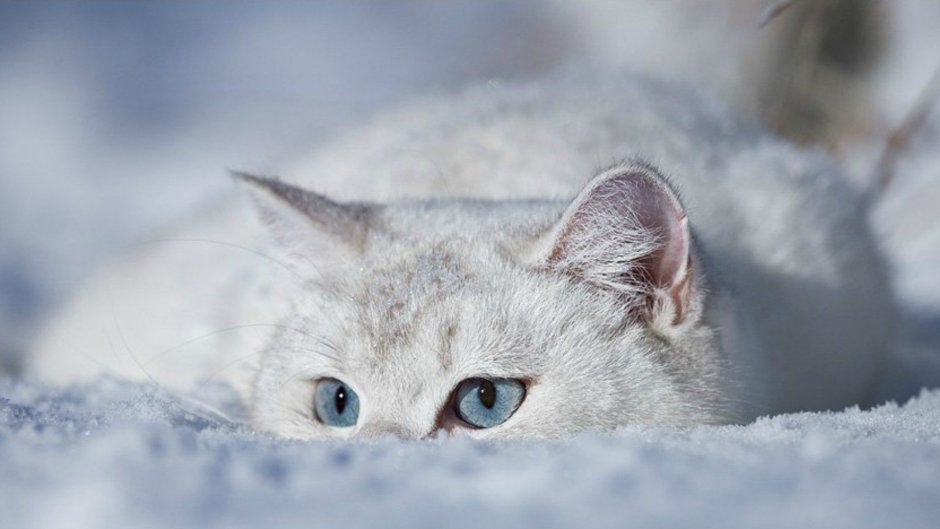 Белая кошка на снегу