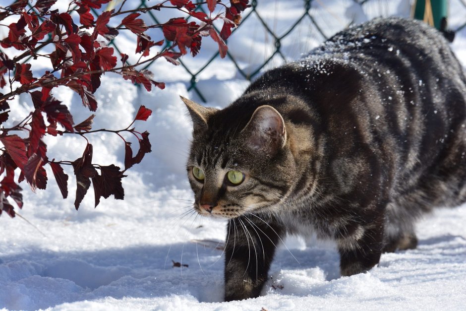 Зимний кот