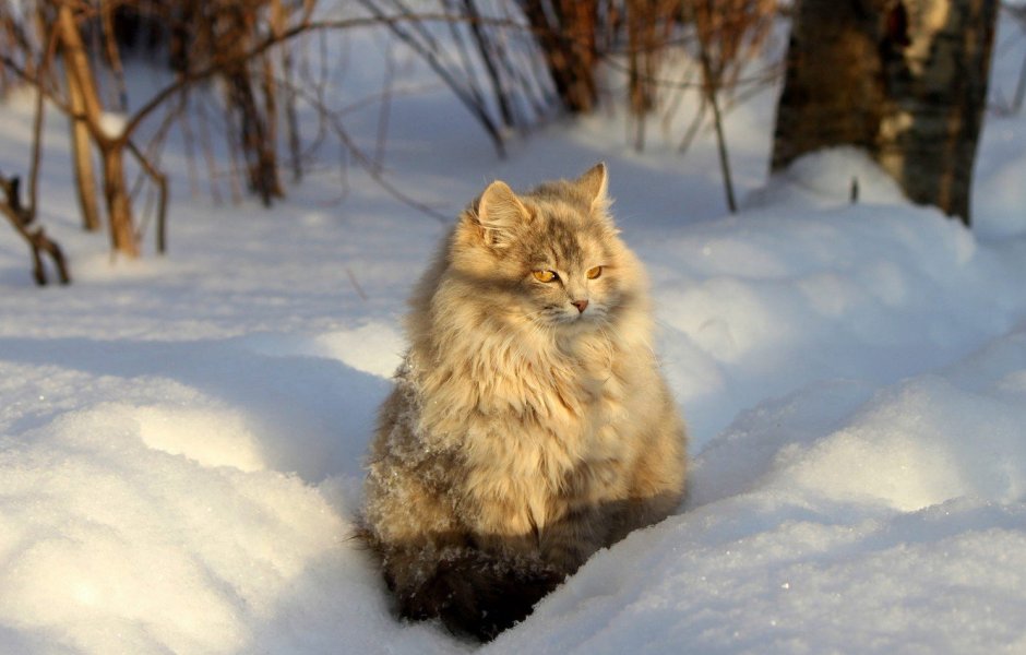 Сибирская охотничья кошка