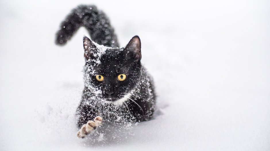 Кошка в снегу