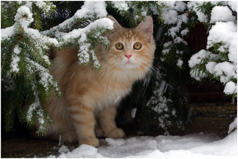Кошки зимой