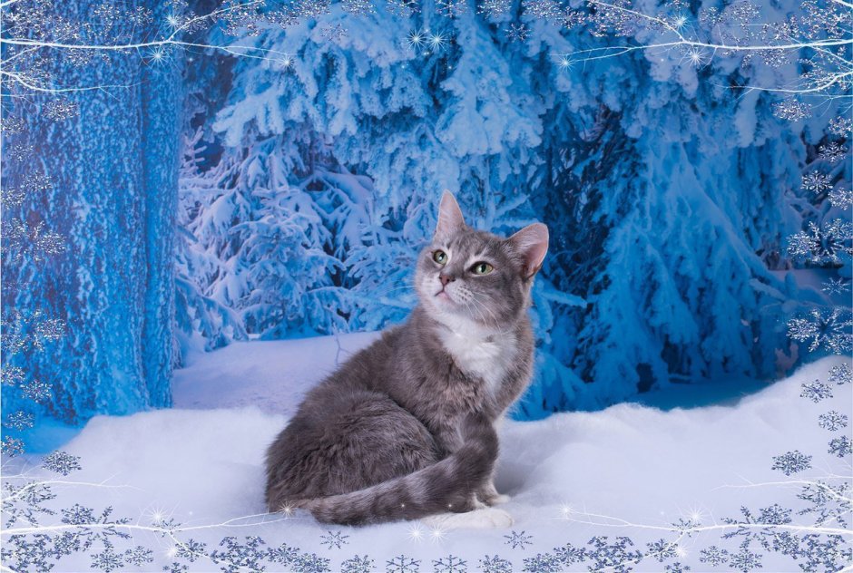 Кошка в снегу