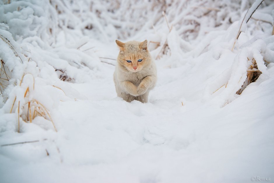 Кот в снегу