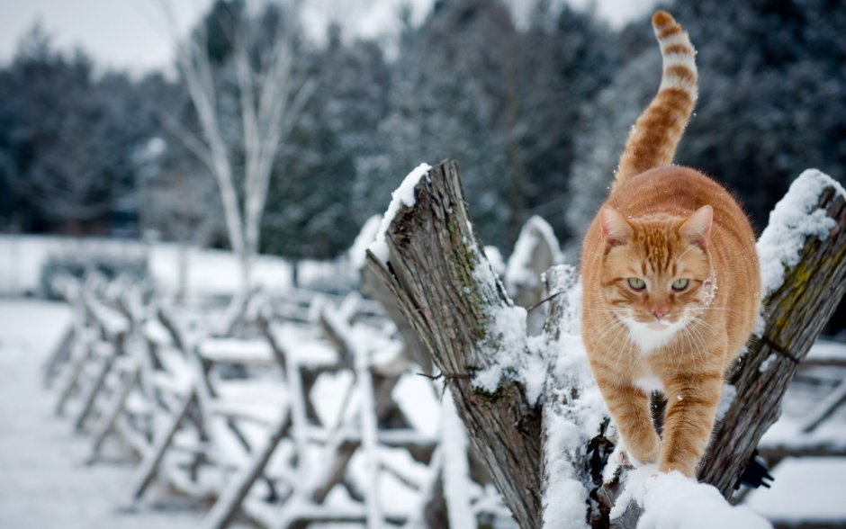 Кот зимой