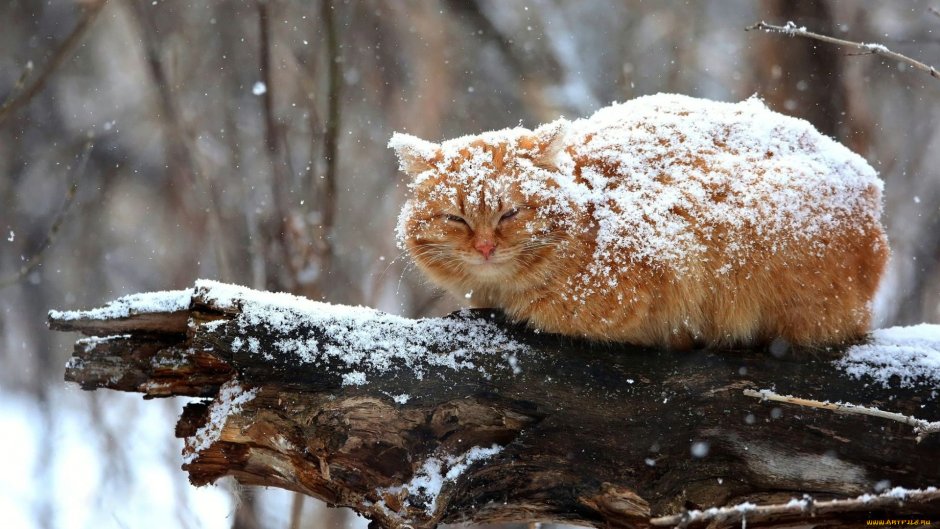 Пушистая зима