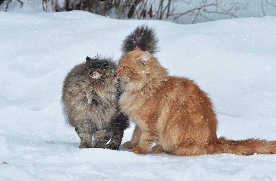 Кошка зима
