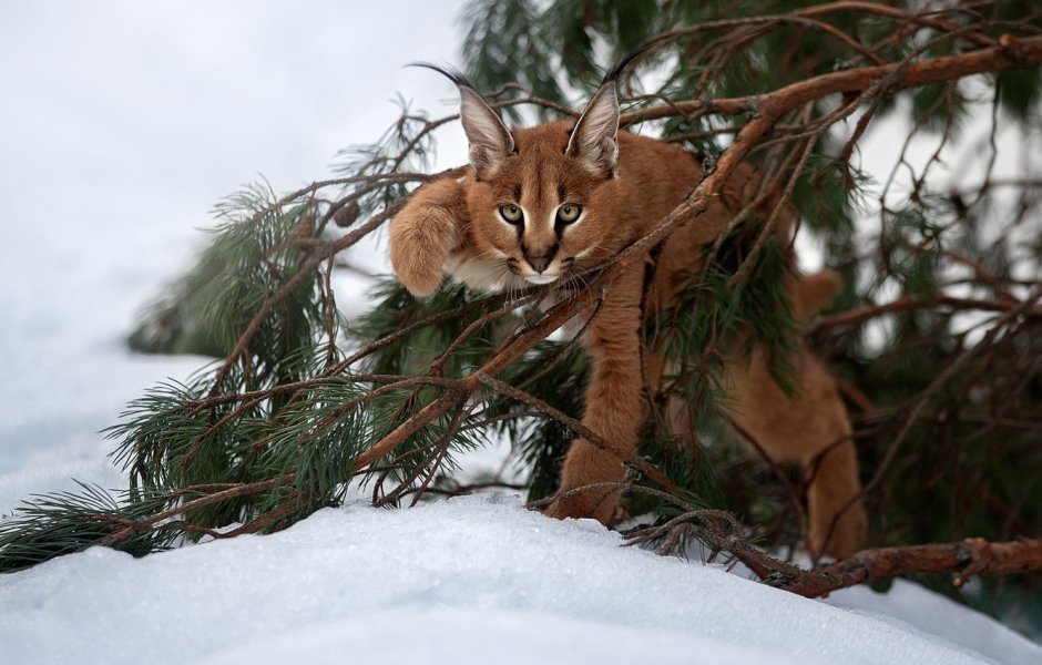 Кот в зимнем лесу