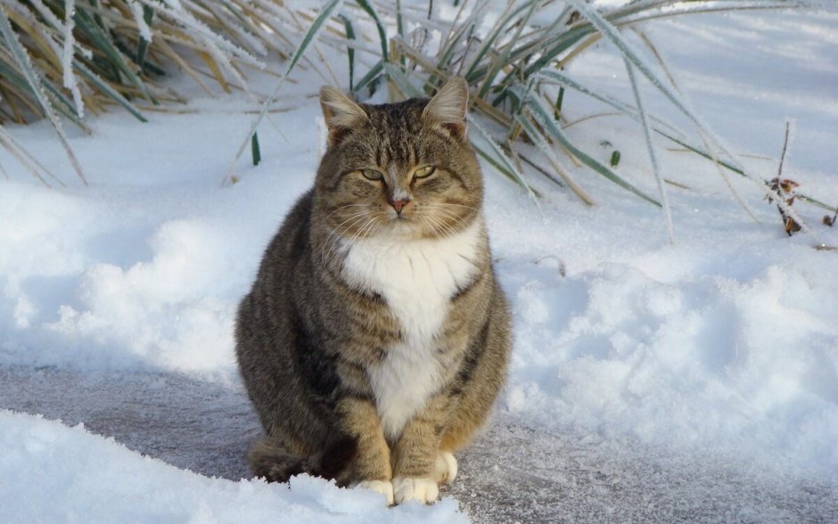 Зимний кот