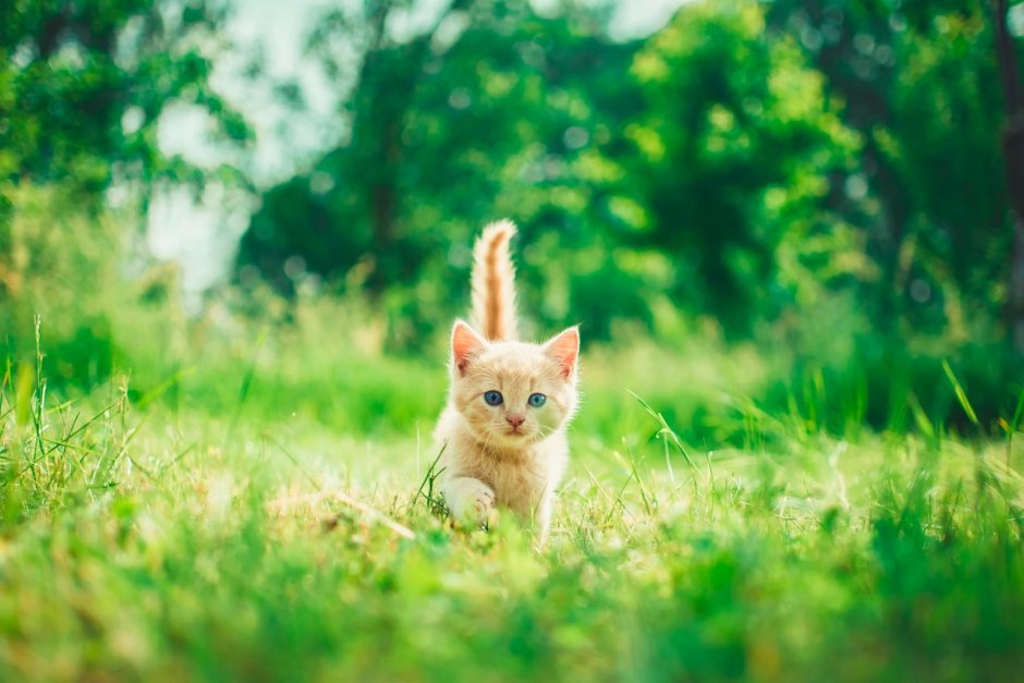 Котенок в траве