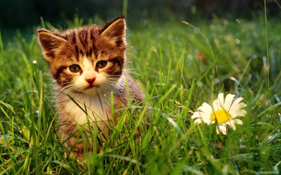 Котятки на природе