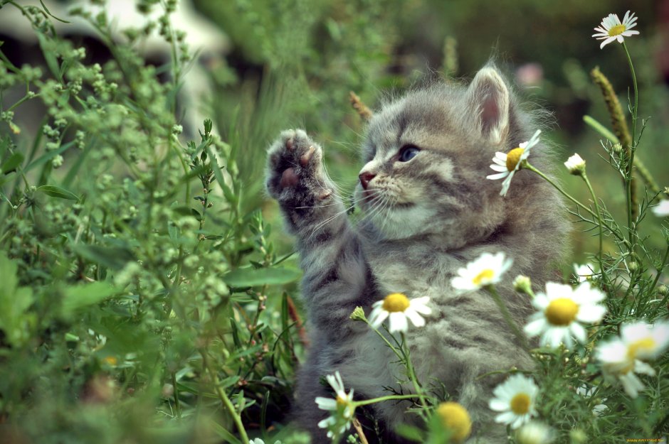 Милые котята на природе