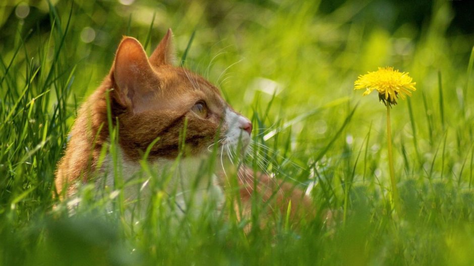 Котята на лужайке