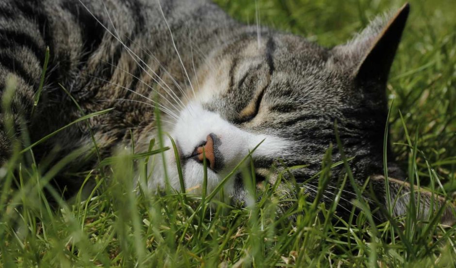 Котенок лежит в траве