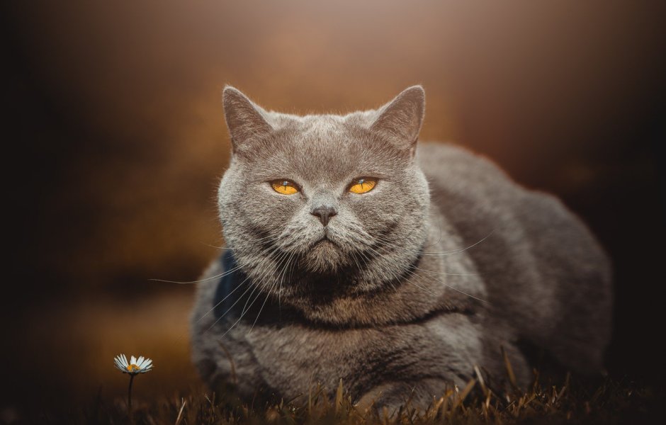 Мордочка британского кота