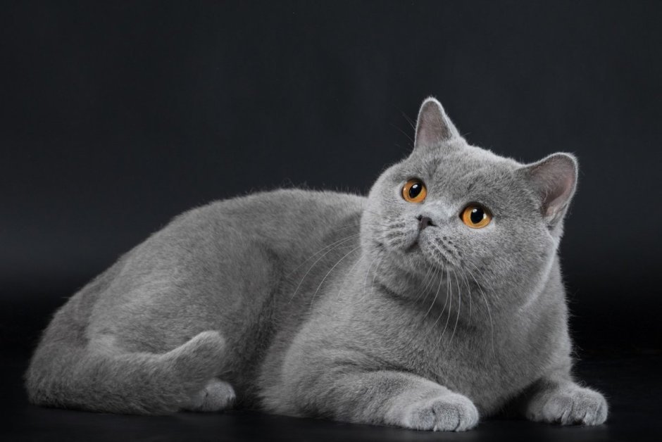 Британская кошка короткошерстная серая