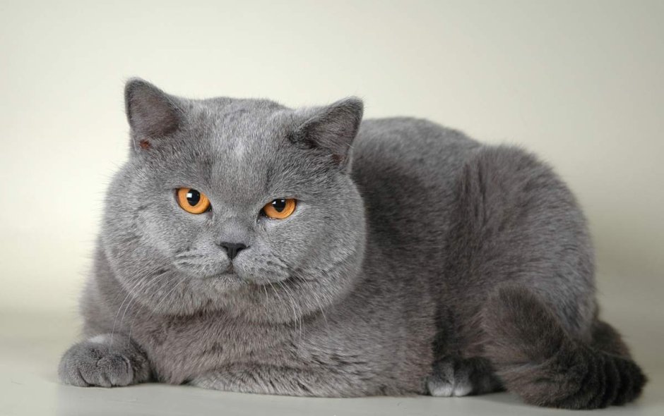 Британский короткошерстный кот серый