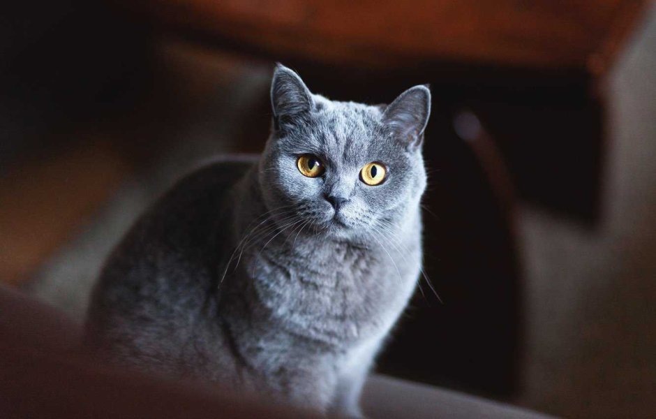 Британский кот дымчатый