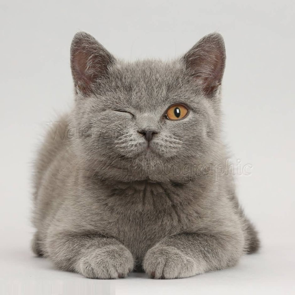Шотландский короткошерстный кот серый