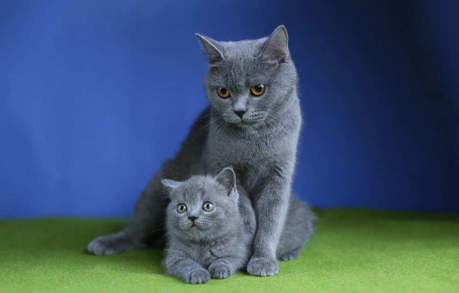Британец кошка котенок
