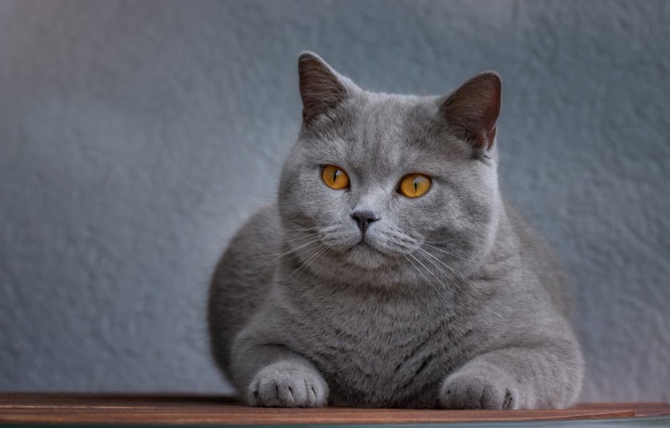 Британская голубая кошка
