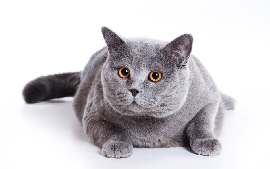 Британская короткошёрстная кошка