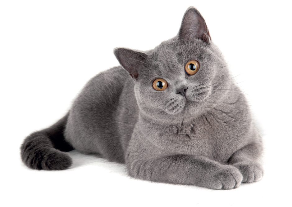 Британский короткошерстный кот серый
