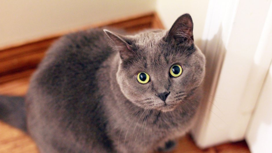 Британская кошка короткошерстная серая