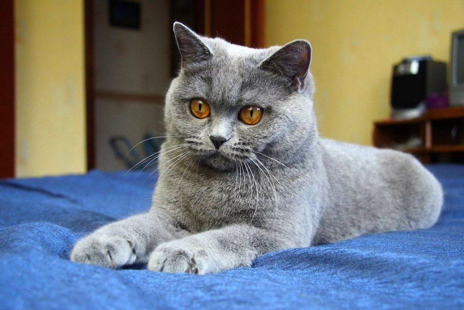 Британская короткошёрстная кошка голубая