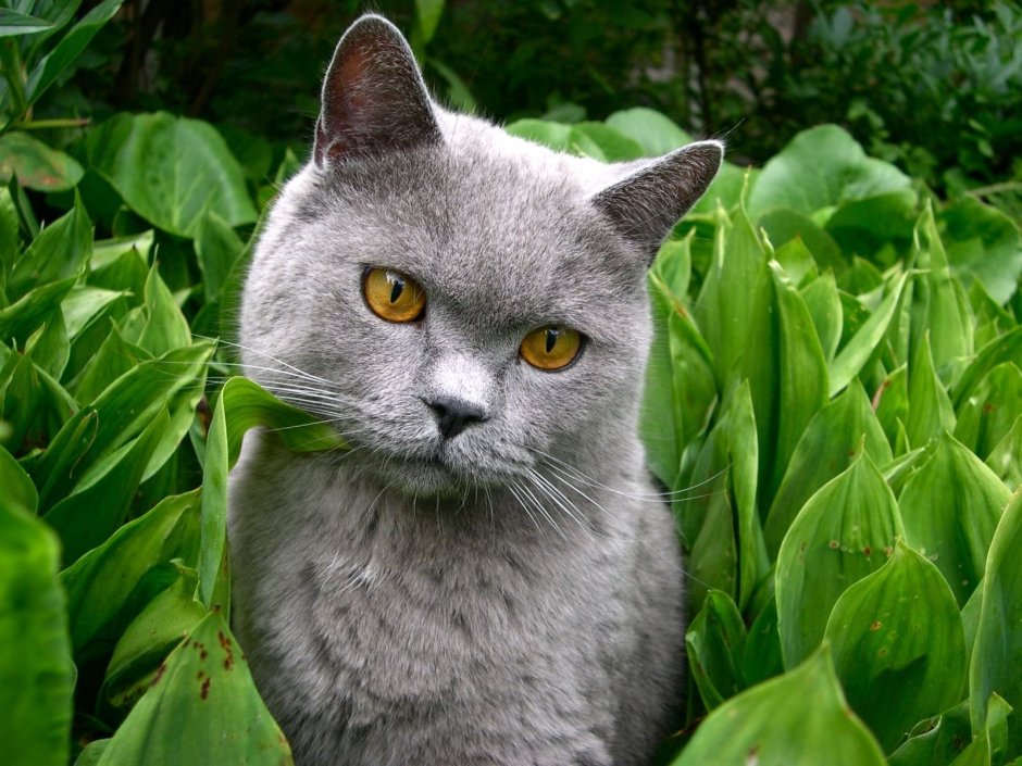 Британец кот