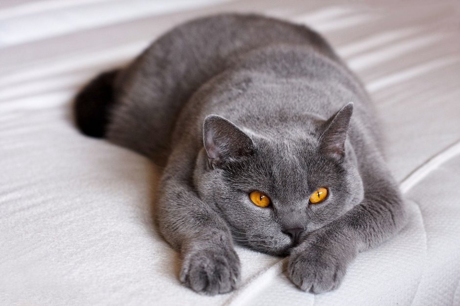 Витанская короткошёрстная кошка