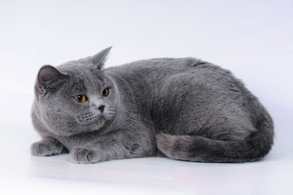 Британская кошка короткошерстная серая