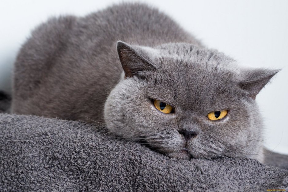 Британский короткошерстный кот толстый