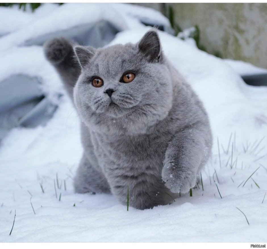 Британская вислоухая кошка