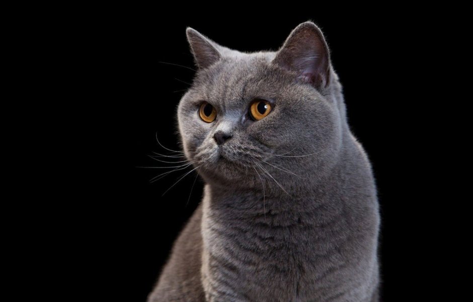 Кот дымчатый британец