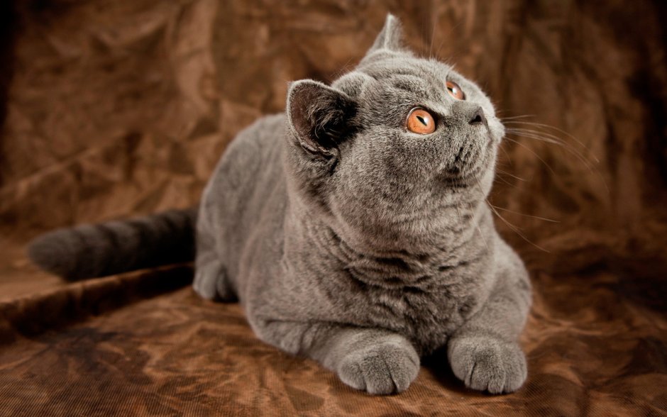 Британец кот