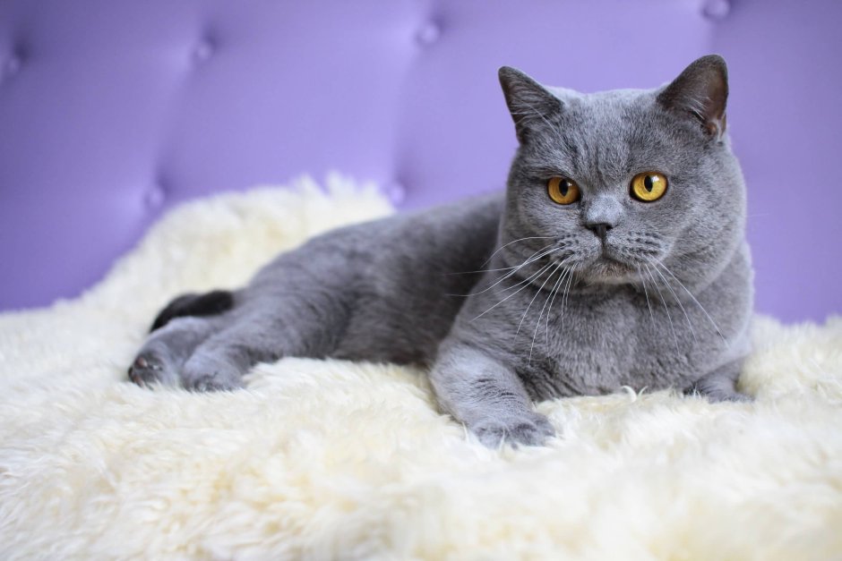 Корат шартрез Картезианская кошка