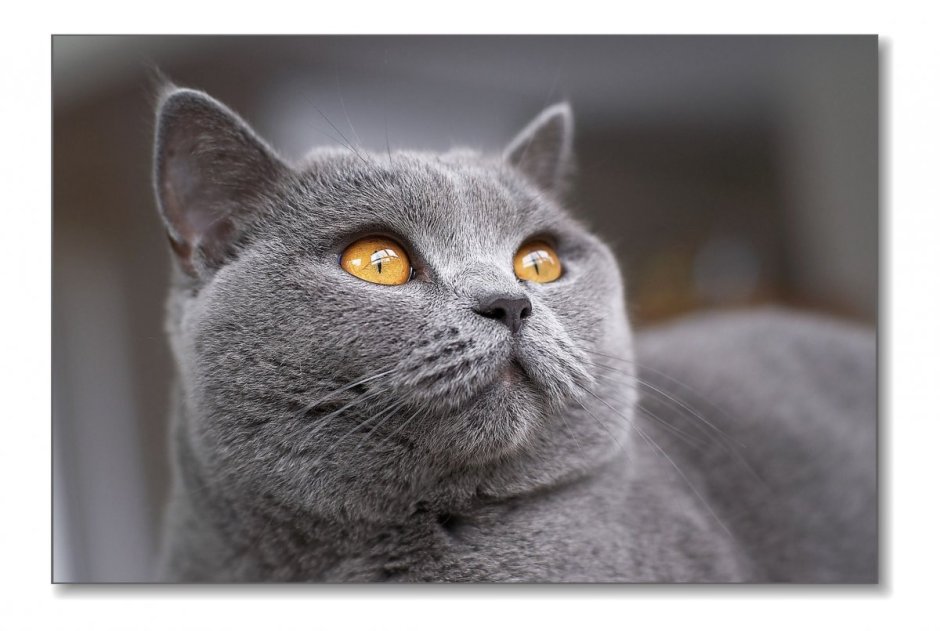 Британский кот дымчатый
