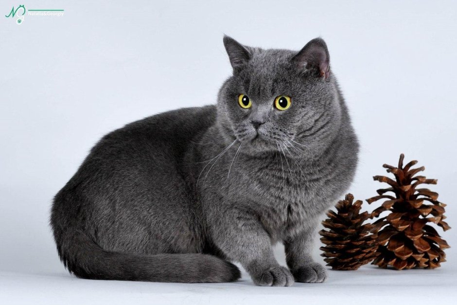 Шотландская короткошёрстная кошка прямоухая