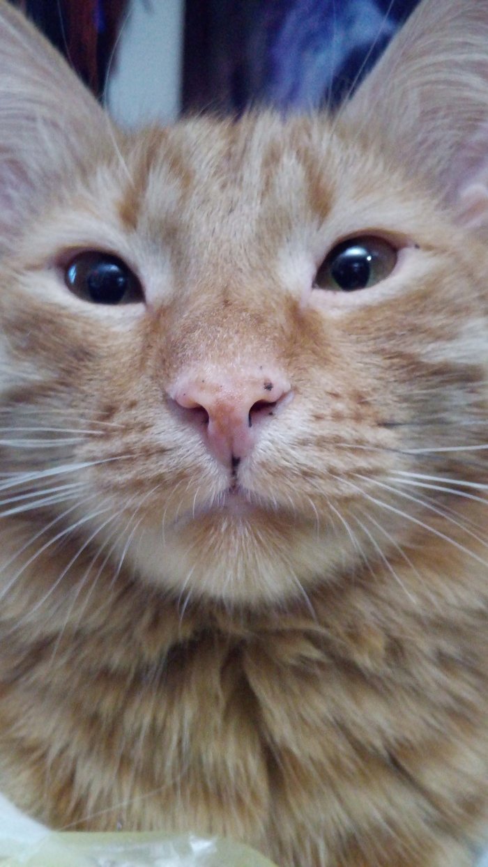 Рыжий котенок зевает