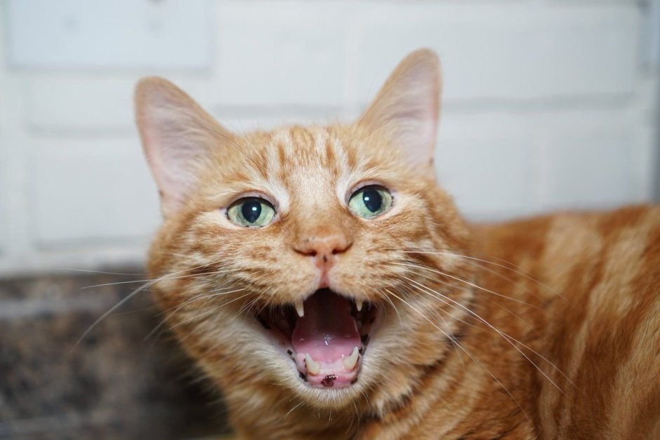 Энтропион век у Мейн куна