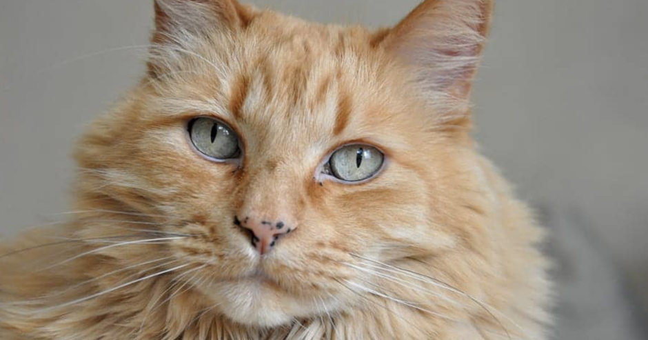 Лентиго у рыжих котов фото