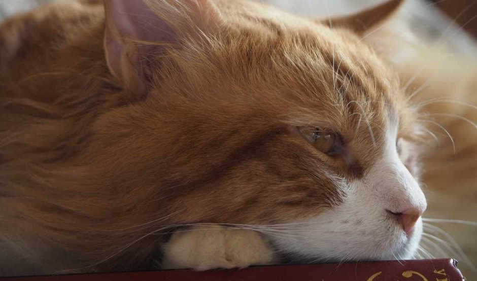 Кошка лежит закрыв лицо фото